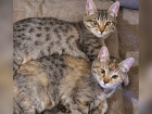 Две 4-х месячные девочки ищут семью в Волжском: котята могут оказаться на улице