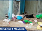 «Вороны раскидывают мусор и нападают на жителей», - волжанка рассказала о необычной проблеме