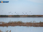 Всех подсчитали: в окрестностях Волжского подсматривали за птицами