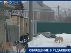 Поселок под Волжским терроризируют бродячие собаки: жители вынуждены обороняться подручными средствами. Видео