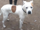 В Краснослободске преданная собака бежала за хозяином, пока не упала от бессилия