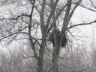 В Волгоградской области обитает краснокнижный орлан-белохвостый