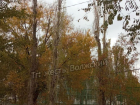 Сухие тополя на спортплощадке школы: в Волжском бьют тревогу за безопасность детей