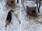 Как уличная собака обзавелась будкой и стала защитником двора в Волжском