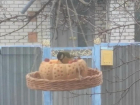Жители Волгоградской области помогают птицам пережить зиму