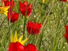 Тюльпаны Геснера вызвали опасения у экологов