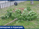Неизвестные спилили молодые деревья в Волжском: видео