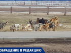 Огромная стая собак присвоила местность между школой и остановкой в Волжском