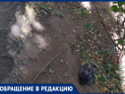 Мертвый голубь целый месяц лежит у подъезда многоквартирного дома в Волжском