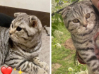 Породистого кота отдают в добрые руки бесплатно в Волжском