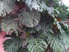 Плоды тропической пальмы созрели - волжане могут попробовать диковинку