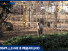«А если ребенка разорвут?»: стая собак живет на территории детского сада в Волжском