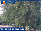 Не спиленные деревья угрожают безопасности волжанам? Местная жительница пожаловалась на УК