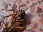 Это не изюм: полчища тараканов орудуют в продуктовом магазине в Волжском