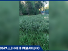 «Трава в пол метра, а управляющей компании плевать»: жители Волжского жалуются на заросший двор