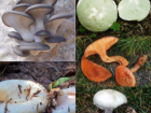 Топ-5 вкусных грибов для волжан