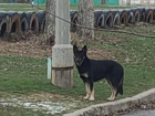 Волжский ищет хозяина: возле школы во дворах появился молодой кобель овчарки