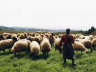 За похищение овцы и теленка мужчине грозит 5 лет тюрьмы: близ Волжского задержали пастуха-гастролера