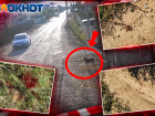 В Волжском началась охота на собак: еще одно животное убили в СНТ