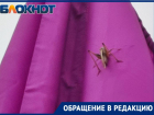 Волжанка заметила на улице города крупного кузнечика и приняла насекомого за саранчу
