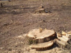 В Волжском вновь вырубают деревья в угоду бизнесу 
