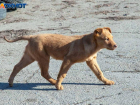 Как в Волжском планируют решать проблему бездомных животных