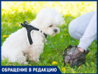 "Владельцы собак совсем обнаглели", - волжанка