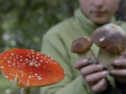 В регионе появились первые случаи отравления грибами- волжанам стоит быть осторожнее