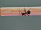 Атакуют муравьи? Роспотребнадзор рассказал как защитить жилое помещение от домовых муравьев
