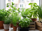 Огород на подоконнике: какая зелень украсит дом и защитит цветы