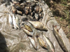 В поисках "золотой рыбки" мужчина занялся браконьерством в Ленинском районе