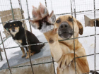 В Волжском хотят убить 70 собак