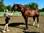 Волжский клуб «GREEN HORSE» знает лекарство от осенней скуки - пони, кони, свежий воздух!