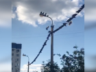 «Тусовка» птиц на проводах в черте города поразила волжанку
