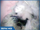 Милых новорожденных попрыгунчиков сняла на камеру счастливая волжанка