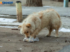 На борьбу с бездомными собаками потратили почти 10 миллионов в Волгоградской области