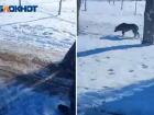 Псы без чипов напали на мужчину в парке «Волжский»: видео