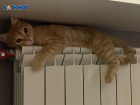 Коты мерзнут на волжских батареях: во многих квартирах отопления еще нет