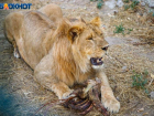 Предпочитают свежее мясо: парочка львов поселилась в окрестностях Волжского