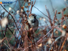 Дерущиеся воробьи в воскресенье к жаре: народные приметы от волжской травницы