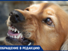 Волжанка жалуется на агрессивных собак на стадионе лицея №1