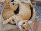 Волжский зооволонтер спасла 4-х котят: ищем семью для малышей