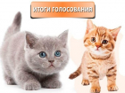 Так решил город - завершилось голосование в конкурсе "Мой любимый котик"