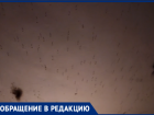 «Скоро крокодилы поползут»: потоп в подвале обернулся апокалипсисом комаров для волжан