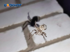 Волжские дачи оккупировали громадные пауки