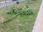 Молодые деревья в Волжском срезали не вандалы, а администрация