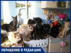 "У соседки в квартире много кошек - вонь стоит ужасная",-волжанка
