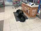 «Развели собачатник»: в Волжском бездомные живут на входе в магазин