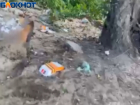 Пляж в Волжском порос мусором: видео