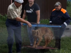 «Рёв тревоги, сообщения о ракетах и 2 суток без сна»: волжские волонтеры спасли животных из-под обстрелов Курска